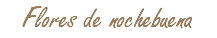 Flores de nochebuena
